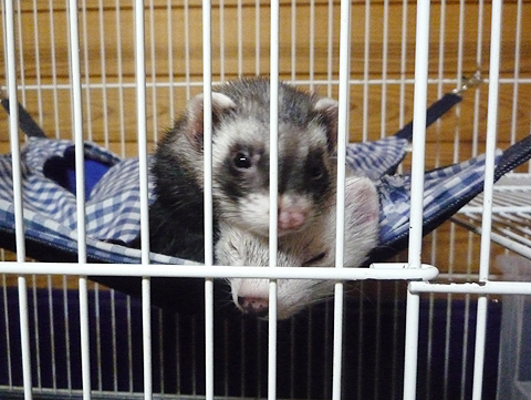 ちょっとハルやめて