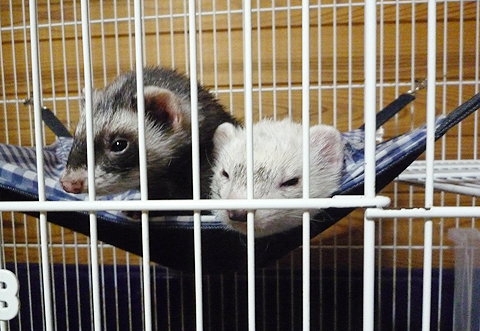 なんで顔出すのさ。