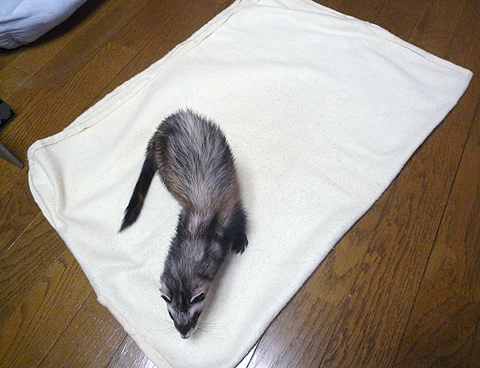 ちゃんと綺麗になってるかな？