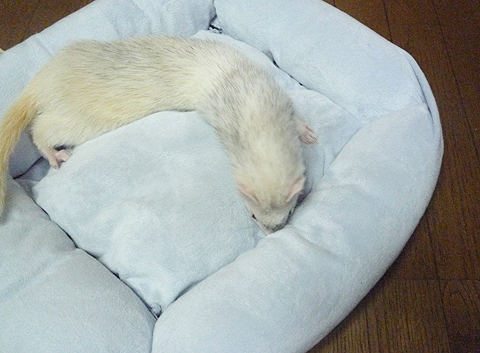 このラインに沿って…