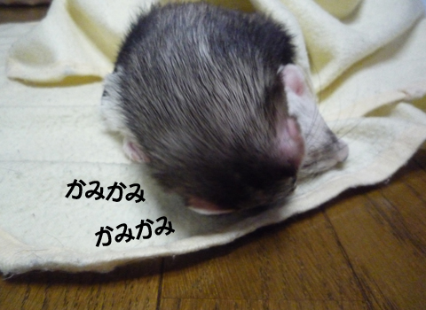 かみかみ、かみかみ