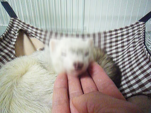 ヘッドバンキング ヘッドバンキング