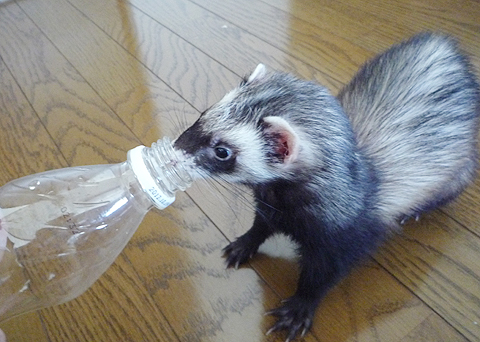 アタシも飲むの