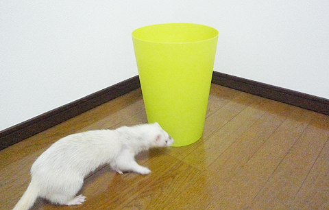 クンクン、気になりますね