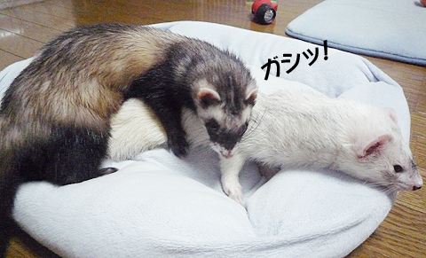 ああっ、掴まれた！