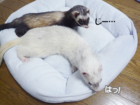 なにか殺気を感じる…