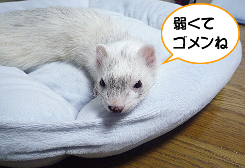 なんて弱いボク。