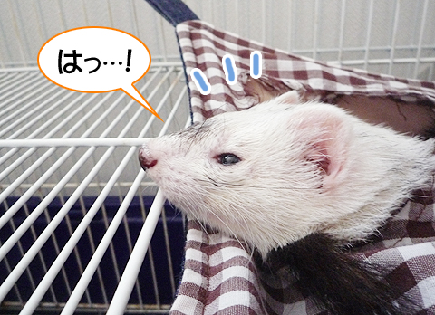 夢だったのね…