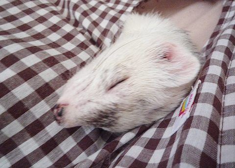 睡眠は最高ですね。