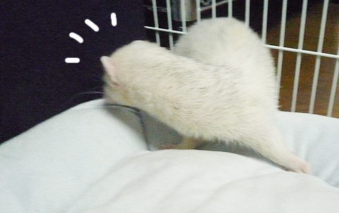 ここらが良さそう