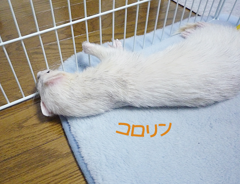 まずはコロリン…