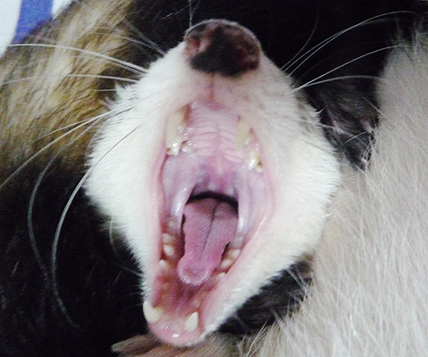 キバーーーッ！！