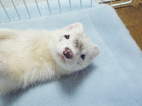 どうです？あどけないですか？