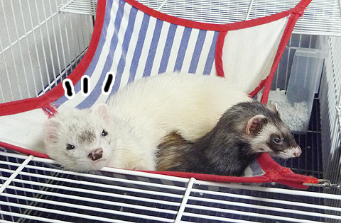 気付きましたよ。