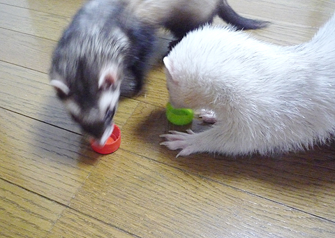 ハルは赤、ボクはミドリ。