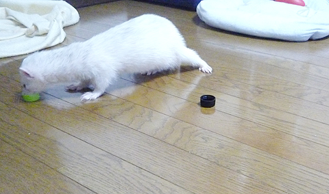 もう止まりませんよ。