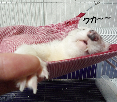 忍び寄る飼い主の指！