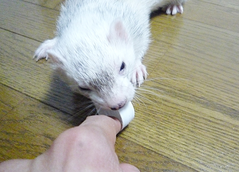 もう?、いい加減しないと本気で怒るよ！