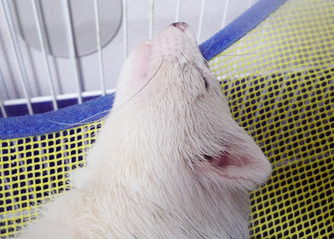 寝たままでゴメンね