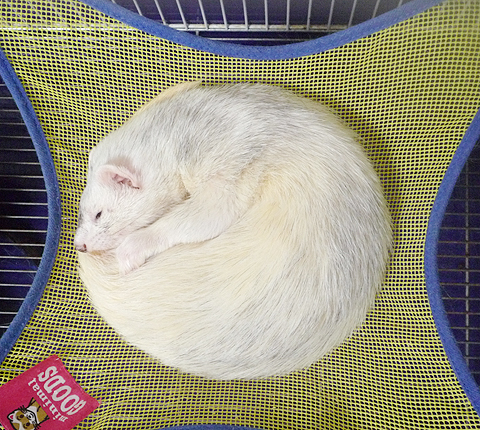 ほぼ完全な丸！