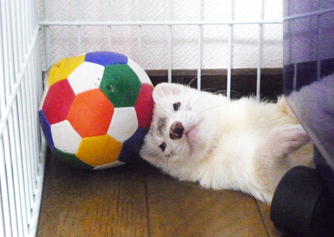 サッカーボールとボク