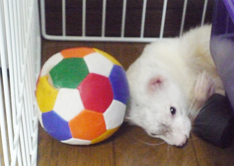 頭でスリスリィィ！！