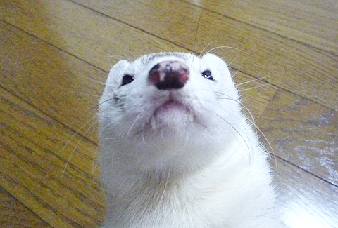 へんっ！どうよ