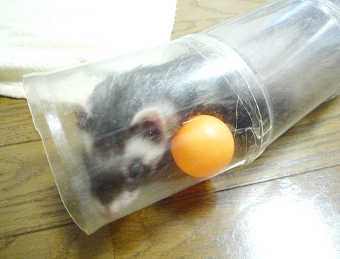 ピンポン玉がじゃま！