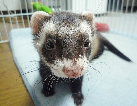 アップにも耐えられます