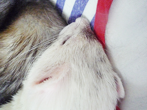 守っているボク