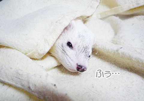 ふう、気のせいだったようです。