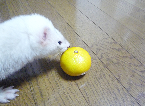 チェックします。