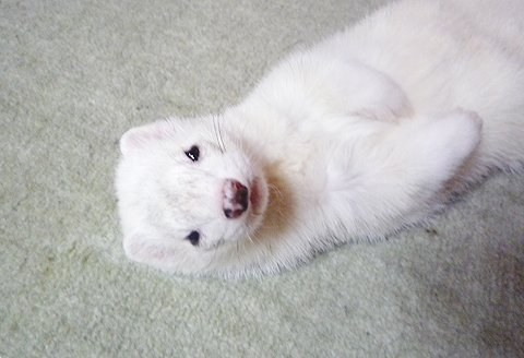 手がかわいいでしょ