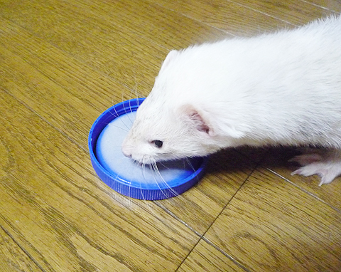 プロテインだっっ！