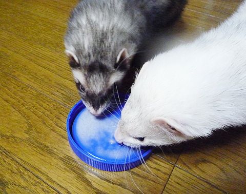 ハルもぺろぺろ。