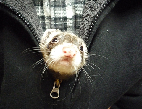 パーカーに入ってます。