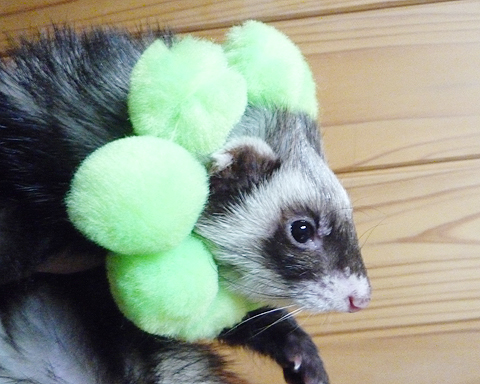 かぶりこなしに自信あり。