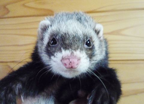 ボサボサあたま