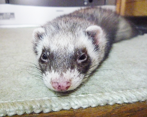 ぬくぬくすぎてボンヤリ…