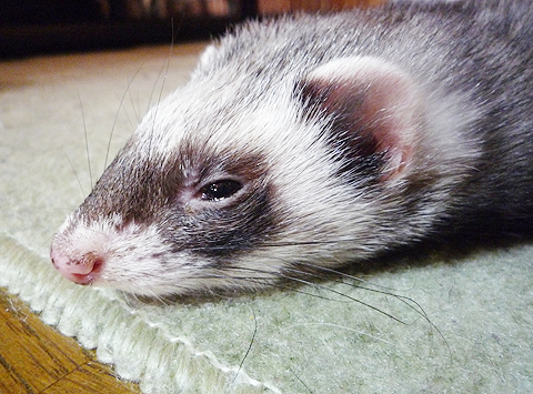 脳みそが溶け出します。