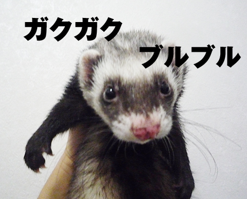 ガクガク、ブルブル…