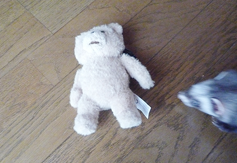 なにこのクマ？