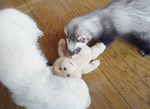 あれ、動かない…