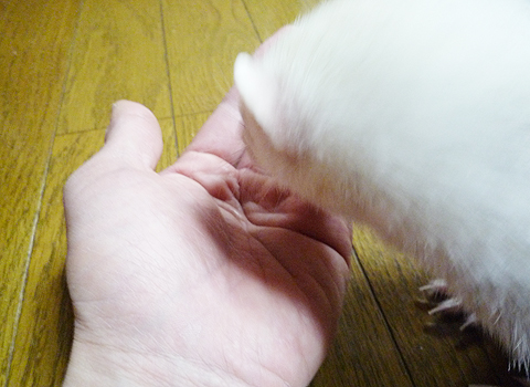 うまいうまい！