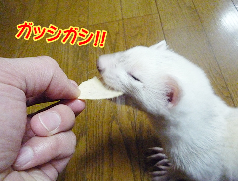 ガッシガッシ！