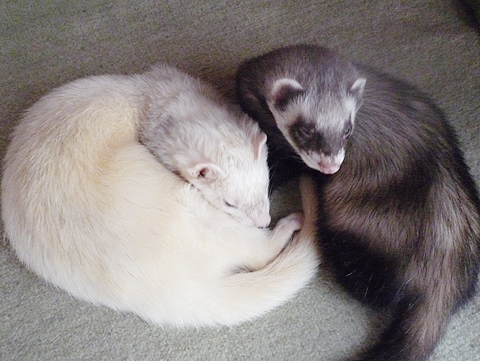 ボクは眠いです。