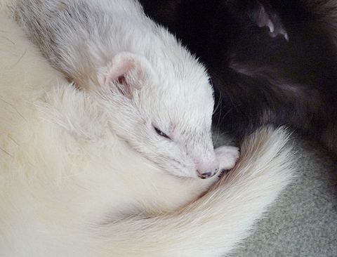 ボクは本格的に熟睡モード