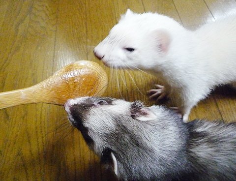 れろれろ、れろれろ