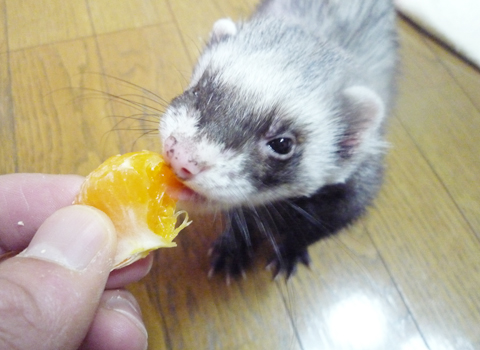 しゃぶりしゃぶり