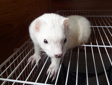 ケージの上です。